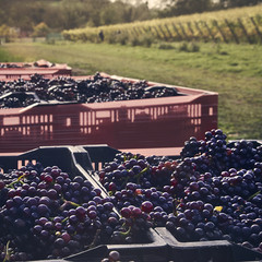 Grape harvest at Wiston Winery