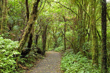 Forest, New Zealand