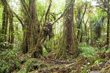 Forest, New Zealand