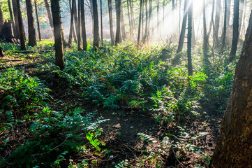 Sun beam light rays shine through trees in evergreen boreal forest