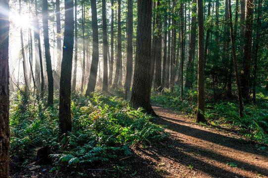 Fototapeta Sun beam light rays shine through trees in evergreen boreal forest