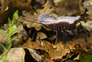 Laccaria amethystina / Clitocybe améthyste