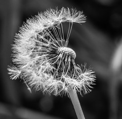 Dandelion