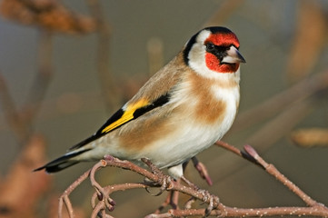 Carduelis carduelis / Chardonneret élégant