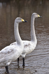 二羽の若い白鳥