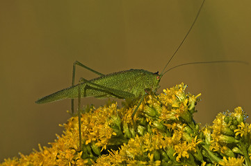 Phaneroptera falcata / Phanéoptére commun