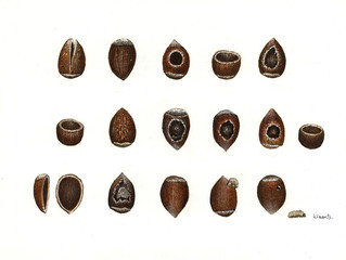 Illustration botanique / Noisetier