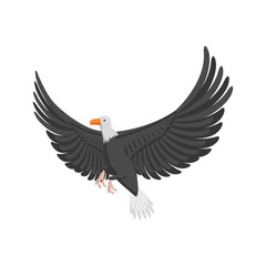 Eagle flying bird vector illustration.