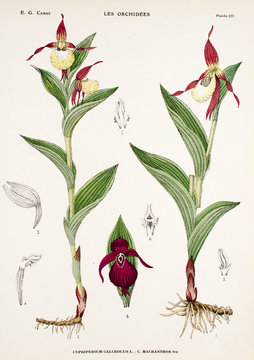 Illustration boatanique / Cypripedium calceolus / Sabot de Vénus