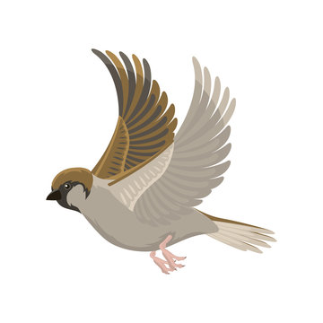 Sparrow Flying Bird Vector Illustration