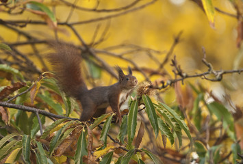 Sciurus vulgaris / Ecureuil roux