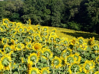 Obraz premium Champ de tournesols en fleur