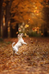 Crédence de cuisine en verre imprimé Chien Chien Jack Russell Terrier avec des feuilles. couleur or et rouge, promenade dans le parc