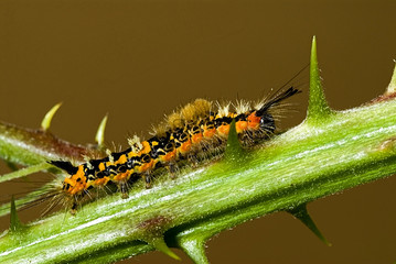 Orgyia recens / Soucieuse