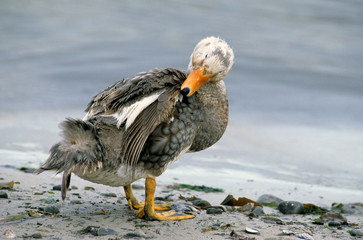 Tachyeres brachypterus / Canard vapeur des Malouines