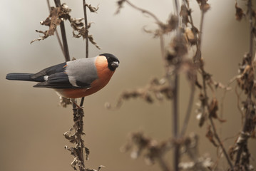 Pyrrhula pyrrhula / Bouvreuil