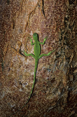 Iguana iguana / Iguane vert