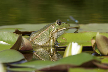 Rana esculenta / Grenouille verte