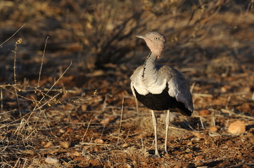 Eupodotis gindiana / Outarde d'Oustalet