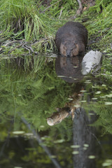 Castor canadensis / Castor du Canada