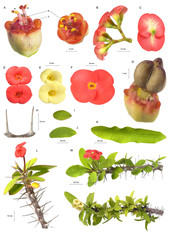 Planche botanique / Euphorbia milii  Epine du Christ
