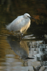 Egretta garzetta / Aigrette garzette