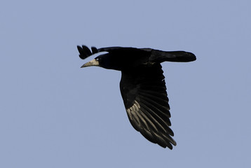 Corvus frugilegus / Corbeau freux