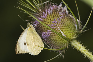Pieris brassicae / Pi&eacute;ride du chou
