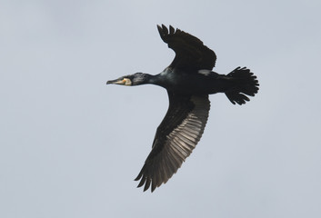 Phalacrocorax carbo / Grand cormoran