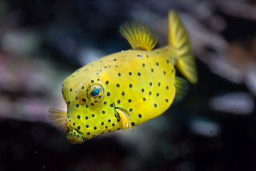 Obraz premium Yellow boxfish (Ostracion cubicus).