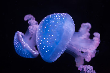 White-spotted jellyfish (Phyllorhiza punctata)