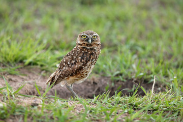 Athene cunicularia / Chouette des terriers