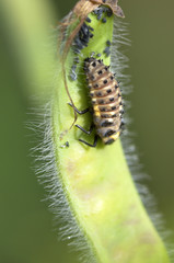 Coccinella septempunctata / Coccinelle à sept points / Larve