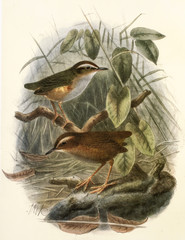 Illustration zoologique / Xénique des buissons / Xenicus longipes