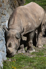 Obraz premium Black rhinoceros (Diceros bicornis).