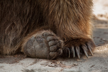 Fototapeta premium Eurasian brown bear (Ursus arctos arctos)