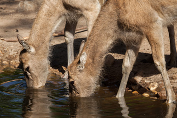 Pere David's deer (Elaphurus davidianus) © Vladimir Wrangel