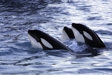 Fototapeta premium Orcinus orca / Orque / Orca