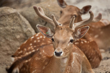 Fallow deer (Dama dama). © Vladimir Wrangel