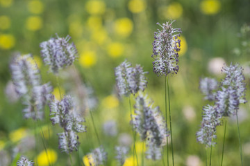 Phleum alpinum / Phéole des Alpes / Fléole des Alpes