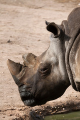 Southern white rhinoceros (Ceratotherium simum simum)