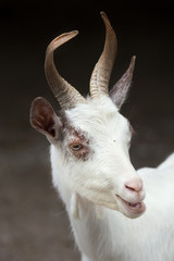 Girgentana goat (Capra aegagrus hircus)