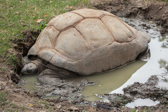 Aldabra giant tortoise (Aldabrachelys gigantea)