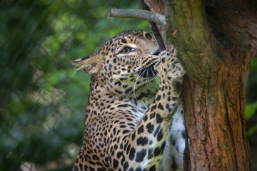 Sri Lankan leopard (Panthera pardus kotiya)