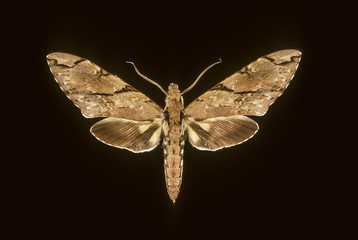 Xanthopan morgani / Sphinx de Morgan
