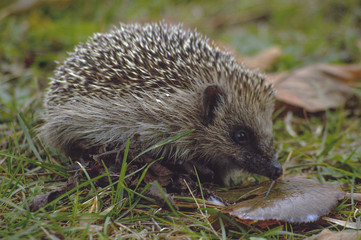 Erinaceus europaeus / Hérisson d'Europe occidentale