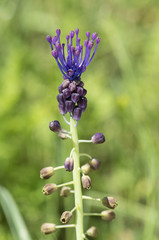 Muscari comosum / Muscari à toupet