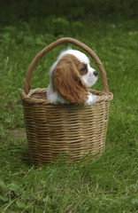 Chien / race Cavalier King Charles