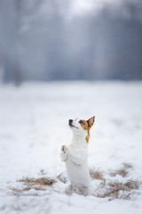 Dog Jack Russell Terrier, dog running outdoors