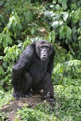 Obraz na płótnie Canvas Pan troglodidytes / Chimpanzé
